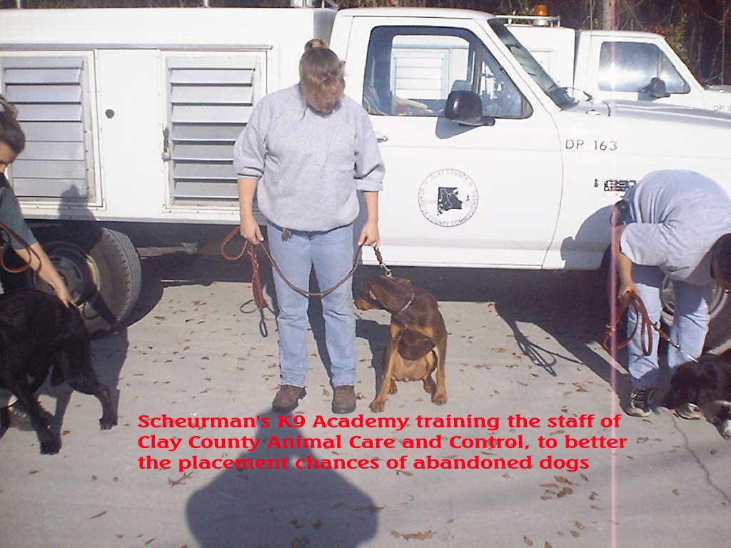 Scheurman's K9 Academy Dog Training Jacksonville Florida